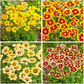 200+Coreopsis Flower Seeds for Planting Outdoor- Perennial Coreopsis Plains Seeds Plant to Wildflower Garden- Non-GMO Heirloom