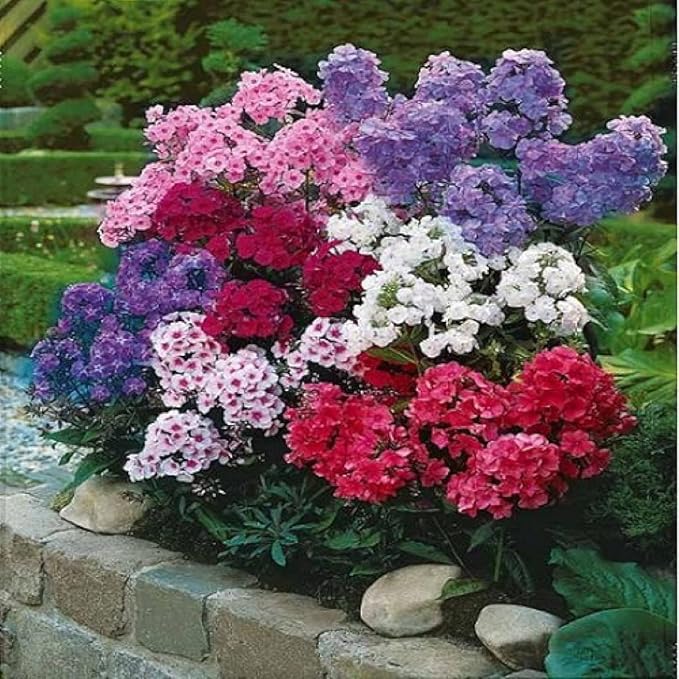 Phlox Drummondii Mix Seeds – Annual Flower (Phlox drummondii) | Heirloom, Non-GMO, Colorful Garden Bedding Flower