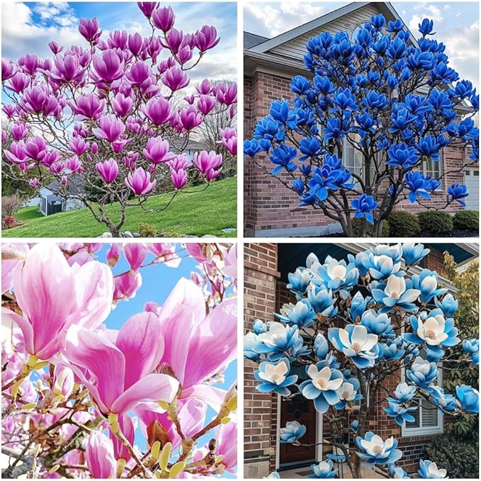 10+ Seed Magnolia Flower Seeds for Planting Outdoors -Perennial Ornamental Fragrant Tree Garden