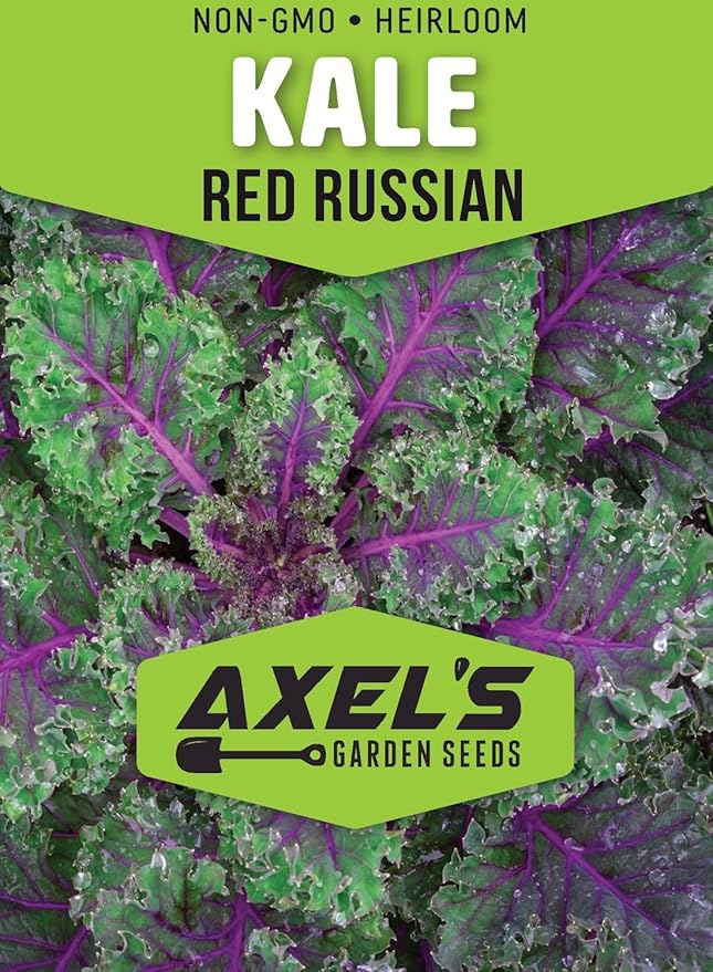 Red Russian Kale Seeds for Planting – Plant & Grow Heirloom Non GMO Red Russian Kale in Home Outdoor Vegetable Garden, Brassica Napus VAR. pabularia – 2 Packets