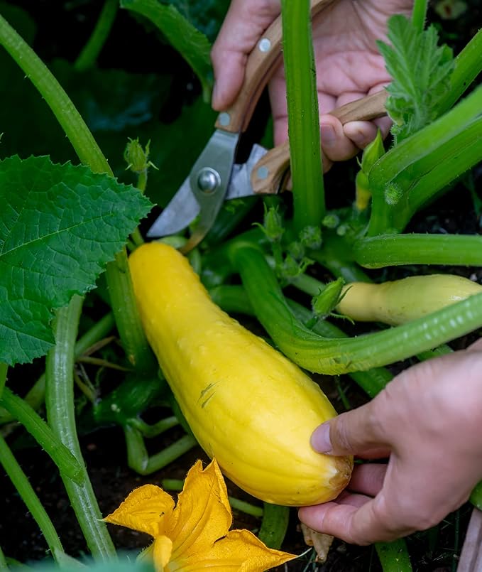 Burpee Saffron Summer Squash Seeds 100 seeds