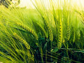 CZ Grain Food Plot Seeds for Planting - Grow Food for Deer, Turkey, Elk, Phesants, Quail and Other Wild Game (Barley - 8 Oz.)