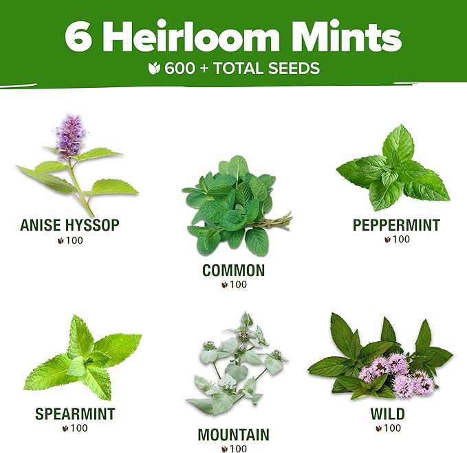 HOME GROWN Mint Seeds Variety Pack - 600+ Heirloom Non-GMO USA Peppermint, Spearmint & More - Herb Seeds for Planting Indoor Outdoor Garden - Fresh Mint for Tea & Cooking
