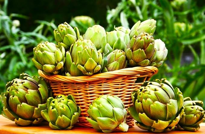 Artichoke Seeds 20 Seeds for Planting Non-GMO