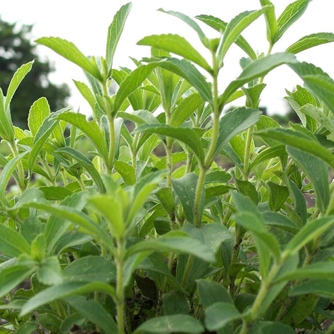 Frozen Seed Capsules - Stevia (Stevia rebaudiana) - Grow Now or Store for Future Planting - Capsule of 10 Seeds