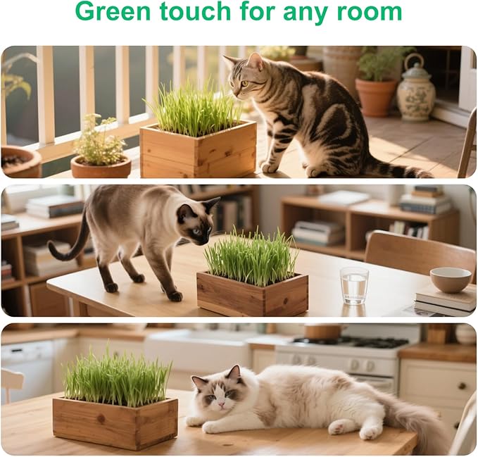 Cat Grass Kit for Indoor Cats, Complete with Rustic Wood Planter, Organic Wheat Grass Seed and Soil, Prevent Hairballs and Aid Digestion, Ideal Birthday Christmas Gift for Cat Lovers