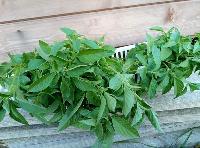 Seeds Herb Green Indoor Lemon Basil - 500 Seeds