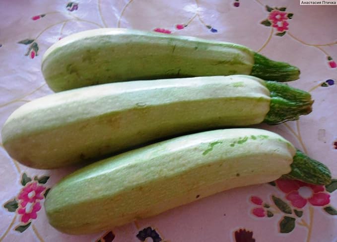 Seeds Squash Zucchini Aspirant 38 Days White Bush Vegetable for Planting Heirloom Non GMO