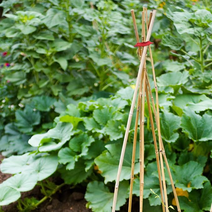 Boao 24 Pcs Garden Cane Connects Stretch Rubber 5 Hole Stake Connectors Plant Support Bamboo Stakes Bean Trellis for Garden Plants