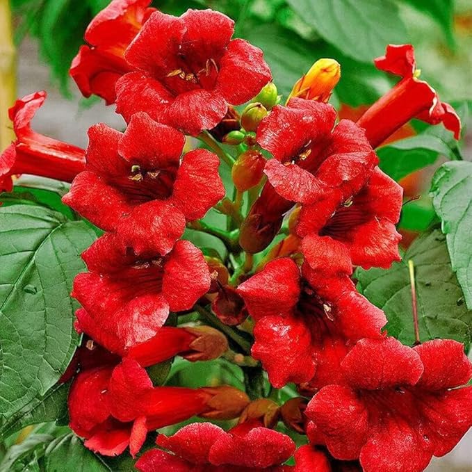 110 Hummingbird Trumpet Vine Seeds for Planting Outdoor Flowers-Trumpet Creeper Seeds Non-GMO Heirloom Pollinator Garden