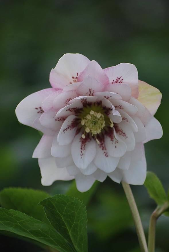 Perennial Farm Marketplace Helleborus x Winter Jewels 'Cherry Blossom' (Lenten Rose) Perennial, 1 Quart, Red Flowers