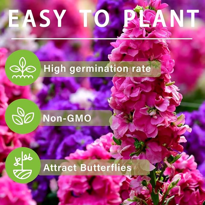 300+Annual Matthiola Stock Flower Seed for Planting Outdoor-Mixed Matthiola Incana Flower Plant for Garden Home Non-GMO