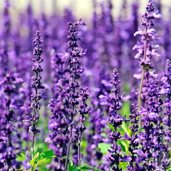 Common English Lavender Seeds for Planting Heirloom Non GMO Lavender – Plant & Grow English Lavender Seed Packets in Home Outdoor Herb Garden, Great Gardening Gift – 1 Packet 500 Seeds
