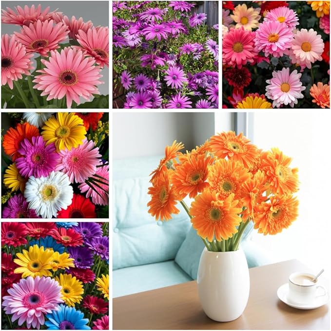 300+ African Daisy Flower Seeds – Heirloom Non-GMO, Bright Colorful Blooms, Long Flowering Season, Drought Tolerant, Ideal for Outdoor Gardens, Landscaping