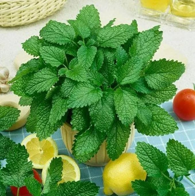 Seeds Lemon Balm Melissa - Heirloom Herb - GMO Free