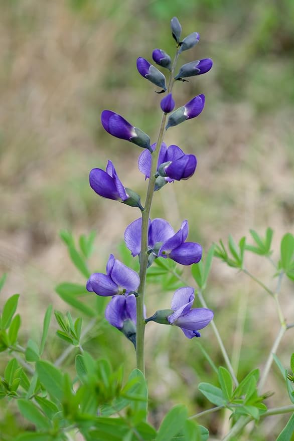 Plant Good Seed Wild Blue Indigo Seeds for Planting: Perennial Shrub, Rattling Seed Pods - 40 Seed Packet