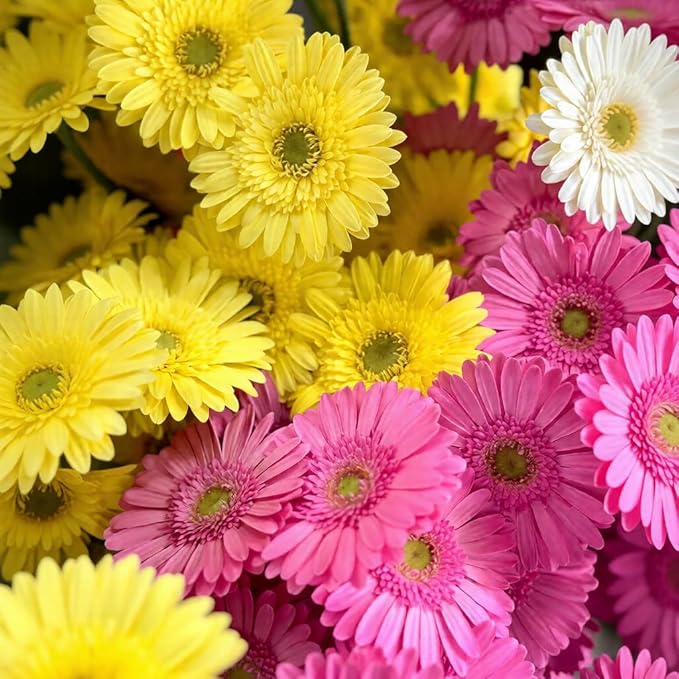 Gerbera Daisy Seeds - 300 Pcs Perennial, Cold Hardy & Low Maintenance, Vibrant Blooms for Garden Landscaping & Cut Flower Arrangements