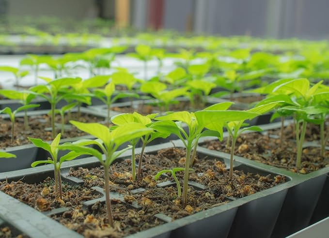 Pepper Joe’s Feher Ozon Paprika Seeds ­­­­­– Pack of 10+ Sweet Hungarian Chili Pepper Seeds – USA Grown ­– Premium Non-GMO Heirloom Paprika Pepper Seeds for Planting in Your Garden