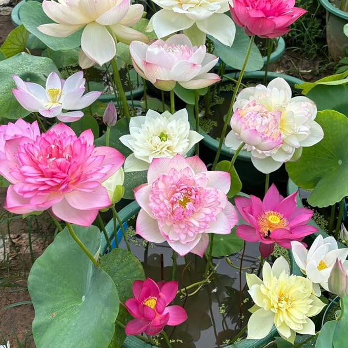 Mixed Bowl Lotus Seeds for Planting, 35 Water Lily Flower Plant Seed, Non-GMO Bowl Lotus Fresh Garden Seeds for Home Indoor Outdoor and Garden