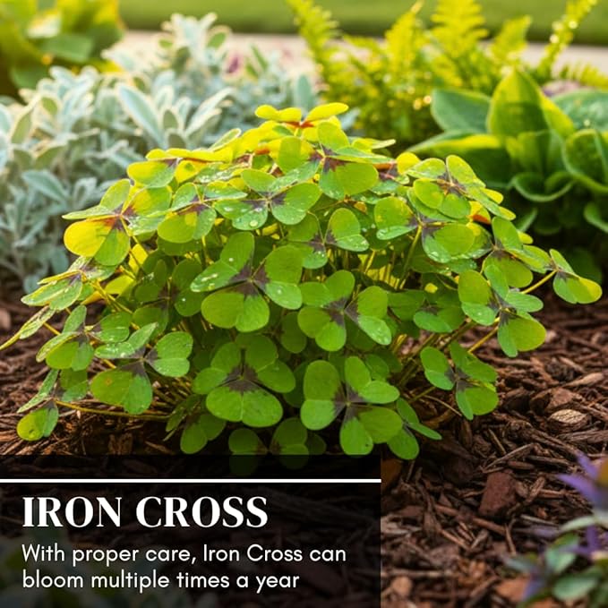 Iron Cross Shamrock Bulbs for Planting - Fast Growing Year Round Color Indoors or Outdoors - Oxalis Shamrock Bulbs for Good Luck (50 Bulbs)
