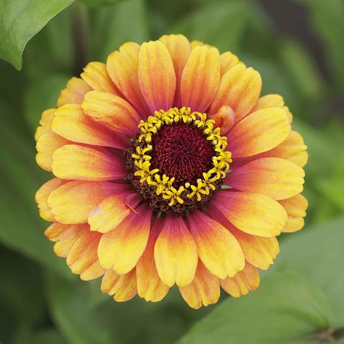 Eden Brothers Zinnia Seeds - Carrousel Mixed, Non-GMO Seeds for Planting, 1/4 lb | Low-Maintenance Flower Seeds, Plant During Spring, Zones 3, 4, 5, 6, 7, 8, 9, 10