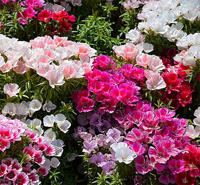 Godetia, Farewell to Spring Wildflowers - !0,000 Seeds