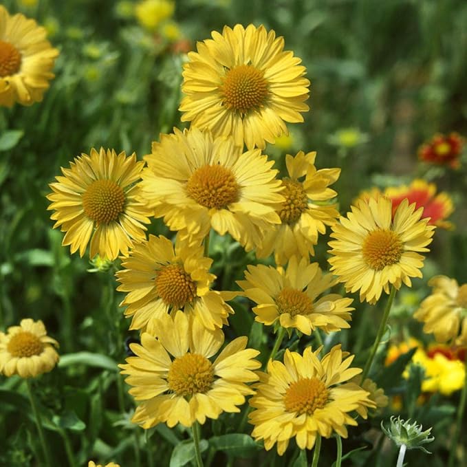 Outsidepride Gaillardia Aristata Aurea Pura Blanket Flower Seeds for Planting - 2000 Pcs Perennial Wildflower Seeds, Drought-Tolerant for Xeriscaping, Borders, Pollinator Gardens, or Wildflower Mixes