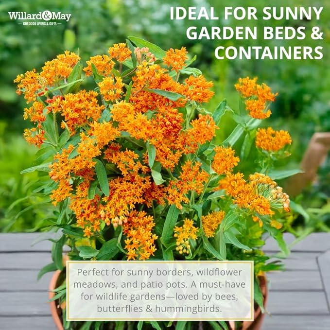 Butterfly Weed Flower - Perennial Garden Flower Root