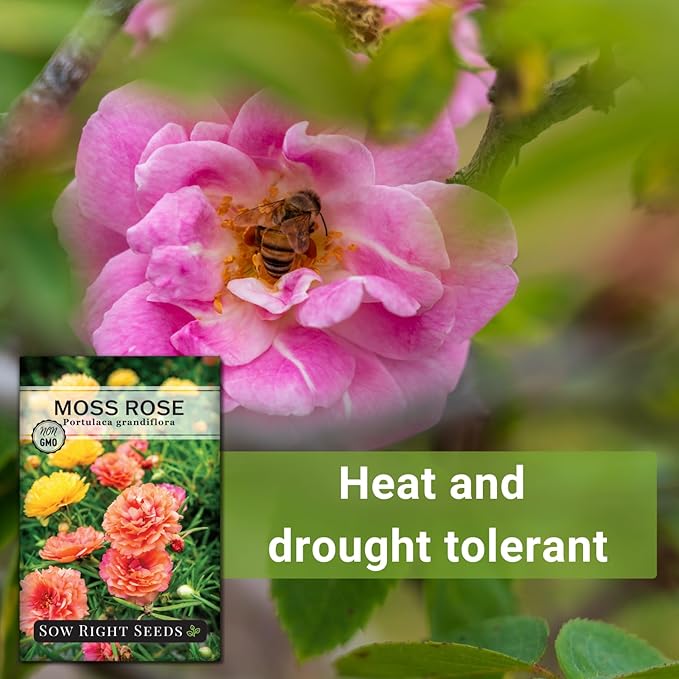 Sow Right Seeds - Moss Rose Seeds for Planting - Portulaca Grandiflora Mix - Double Flower Purslane - Non-GMO Heirloom Variety - Easy to Grow Outdoors - Colorful Annual for Garden & Containers (2)