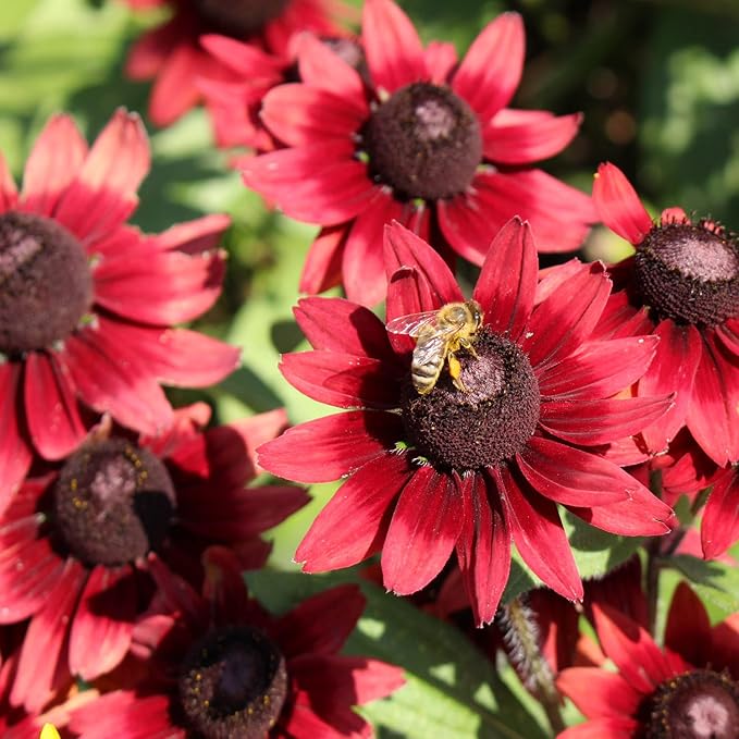Outsidepride Cherry Brandy Rudbeckia Seeds - 25 Pcs. Annual, Easy to Grow & Self-Seeding Flower Seeds for Planting Red Blooms, for Low Maintenance Pollinator Gardens & Erosion Control