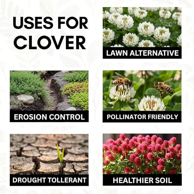 Red Clover Seed - 5 Pounds - Perennial Forage Clover for Food Plots, Cover Crops, Pasture Mixes, Soil Improvement, Erosion Control, and Pollinator-Friendly Planting