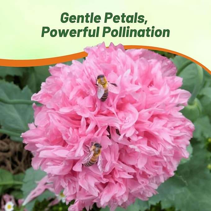 Outsidepride Peony Pale Rose Poppy Seeds for Planting - 5,000 Pcs Annual, Drought-Tolerant & Easy to Grow Wildflower Seeds with Vibrant Light Pink Blooms for Landscaping, & Pollinator Garden