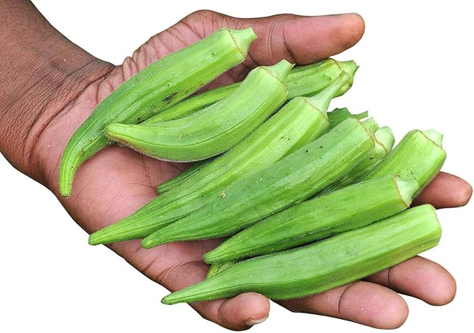 Okra Seeds for Coffee Lady's Finger Bamia Vegetable for Planting Giant Non GMO 20 Seeds