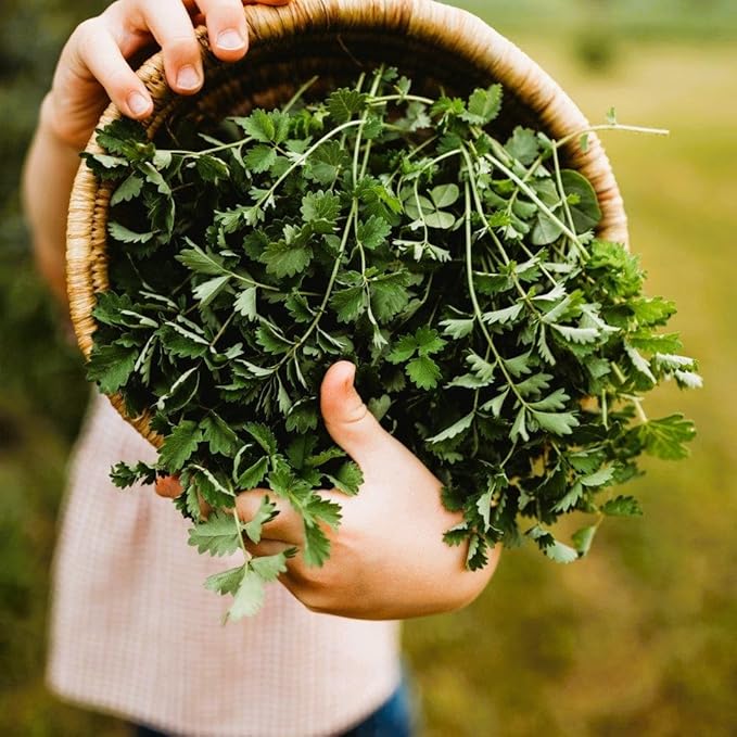 Salad Burnet (Lesser Burnet or Garden Burnet) - 100 Seeds - Flavorful Leaves Great for Salads, Non-GMO Heirloom Herb Seeds for Planting in The Home Garden, Thresh Seed Company