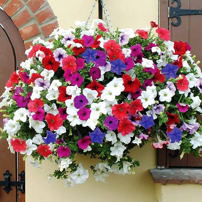 1000Pcs Petunia Flower Seeds Colourful Mix Flowers Seeds Easy to Grow Hanging Basket Flower for Planting & Growing Garden Home Garden Balcony