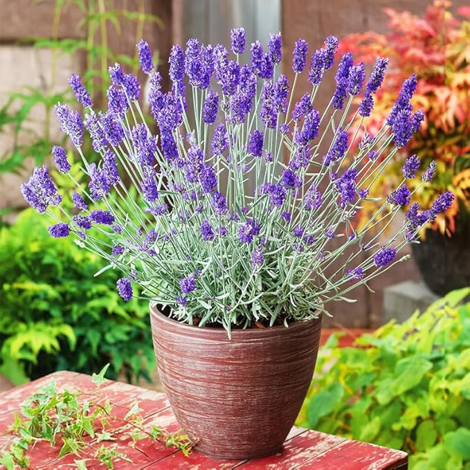 4000+ English Lavender Flower Seeds for Planting -Purple Blooms for Garden- Attracts Pollinating Insects
