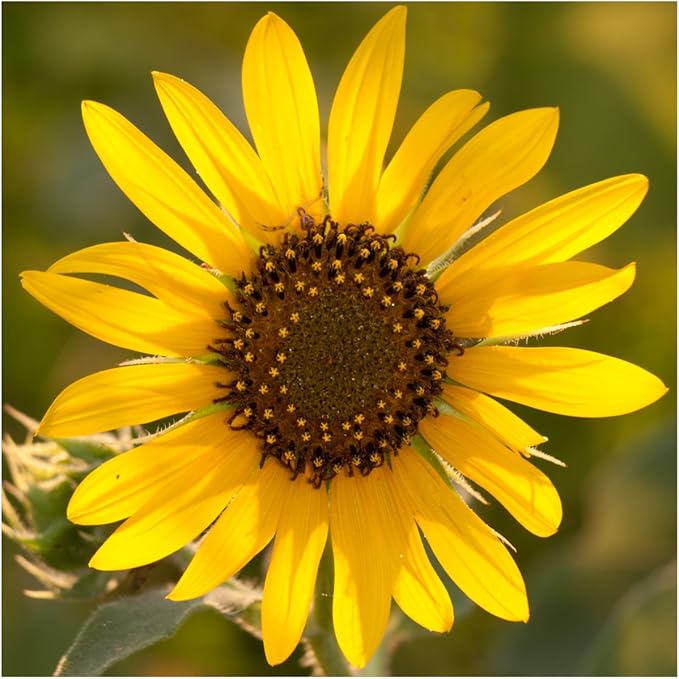 Seed Needs Sunflower Seeds for Planting an Outdoor Flower Garden - Heirloom & Open Pollinated Variety Pack Collection - Plant a Butterfly Garden to Attract Pollinators (6 Packs)