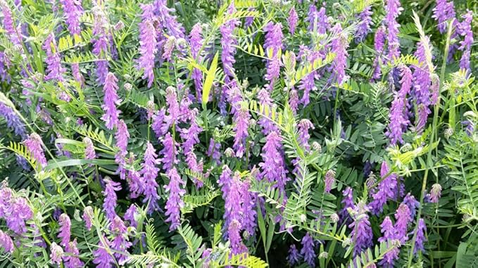 Hairy Vetch Seeds for Planting - Cover Crop, Grain, Bee Pasture, Pollinator, Wildlife Seed (5 Pounds)