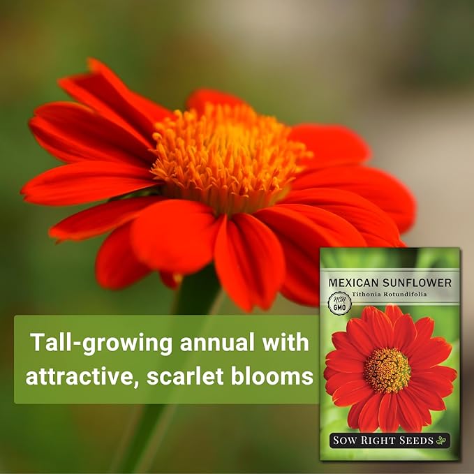 Sow Right Seeds - Mexican Sunflower Seeds for Planting - Non-GMO Heirloom Packet with Instructions for Growing - Bright Orange Blooms, Super Tall Stalks - Enjoys Outdoors or Indoors as Cut Flower (1)