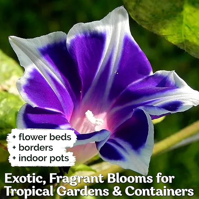 Blue & White Morning Glory Seeds (Ipomoea) – Perennial Flower Seeds for Planting, Climbing Flowering Vines – Ideal Flower Seeds to Plant Outside & Inside in Containers, Trellises, Beds