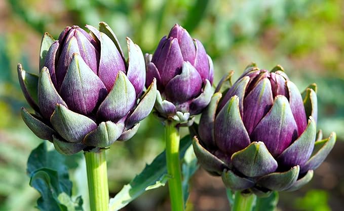20+ Seeds Purple Artichoke Imerial Star - Vegetable Purple