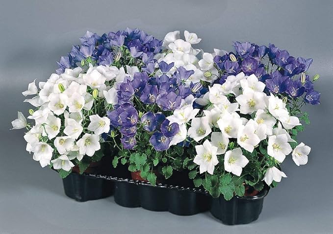 Tussock Bellflower Seed Mix Blue and White 1000 Seeds for Planting Campanula Carpatica Non-GMO with Growing Instructions