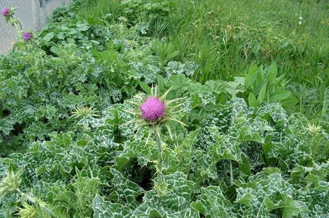CEMEHA SEEDS Herb Holy Thistle Milk Mary Silybum Marianum Medicinal Annual Non-GMO