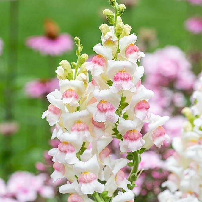 5000+ Mix Snapdragon Flower Seeds for Planting, Beautiful Flowers to Plant in Your Garden; Non-GMO Heirloom Seeds; Wonderful Gardening Gifts