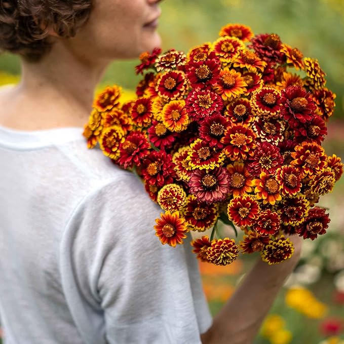 Eden Brothers Zinnia Seeds - Aztec Mix, Non-GMO Seeds for Planting, Packet | Low-Maintenance Flower Seeds, Plant During Spring, Zones 3, 4, 5, 6, 7, 8, 9, 10