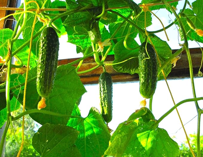Seeds Indoor Cucumber F1 Seeds for Planting Indoors 10 Seeds Annual Plant