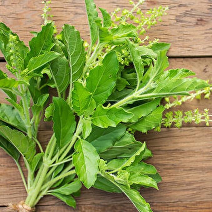 Holy Basil Plant, Herb Plant Seedlings, 4 Inches Pot, Green Basil Plant Pot Planting Outdoor