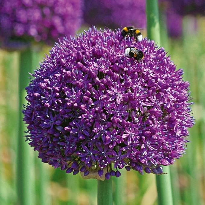 Allium Giganteum Seeds for Planting - 300+ Ornamental Onion Rabbit & Deer Resistant Drought Tolerant Perennial Flower Seeds