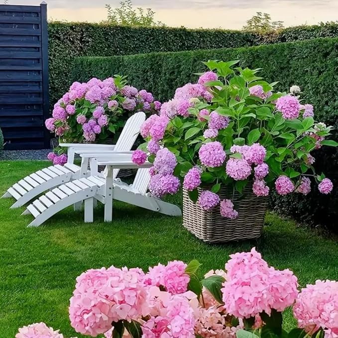 Hydrangea Flower Seeds 30pcs– Non-GMO Perennial Ornamental Plant, Colorful Blooms for Garden, Patio & Landscaping