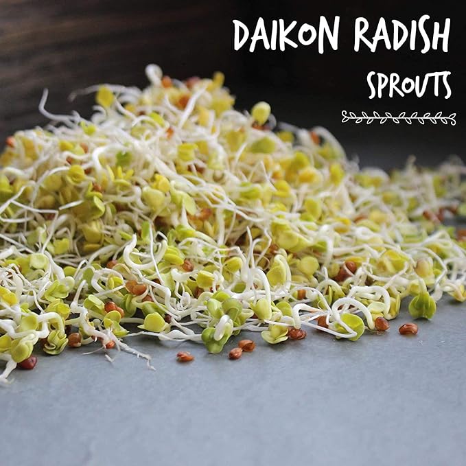 Handy Pantry Organic Radish Sprouting Seed - 8oz. Non-GMO Daikon Radish Seeds - Seeds for Planting, Sprouting, & Microgreens
